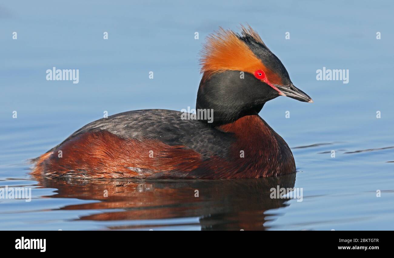 Horntaucher, Podiceps auritus, Schwimmen, Aufzucht von Gefieder Stockfoto