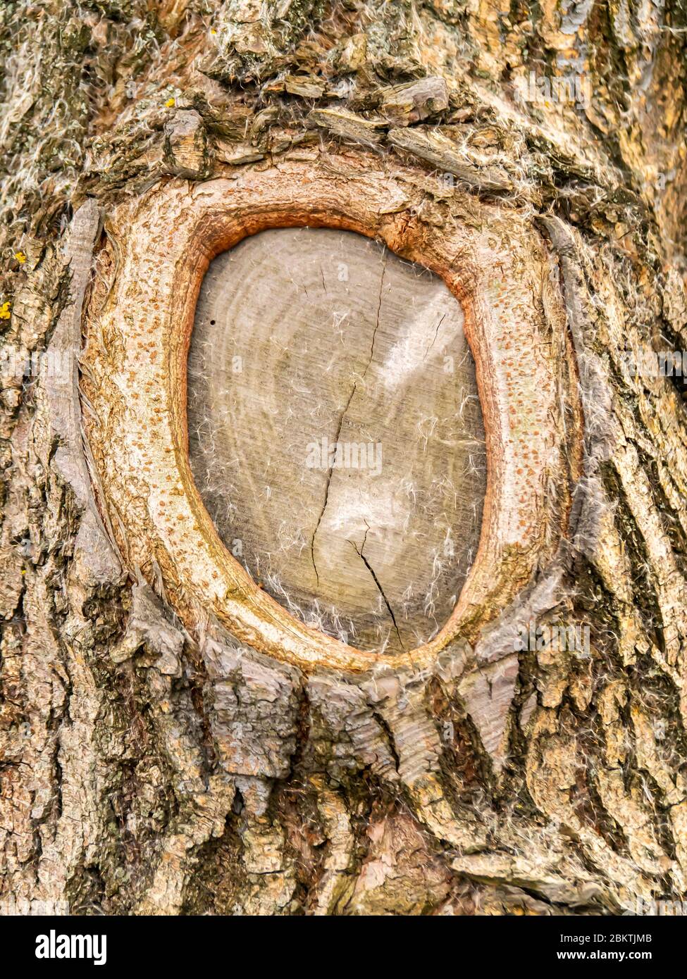 Die Textur des Querschnitts eines Baumzweiges. Stockfoto
