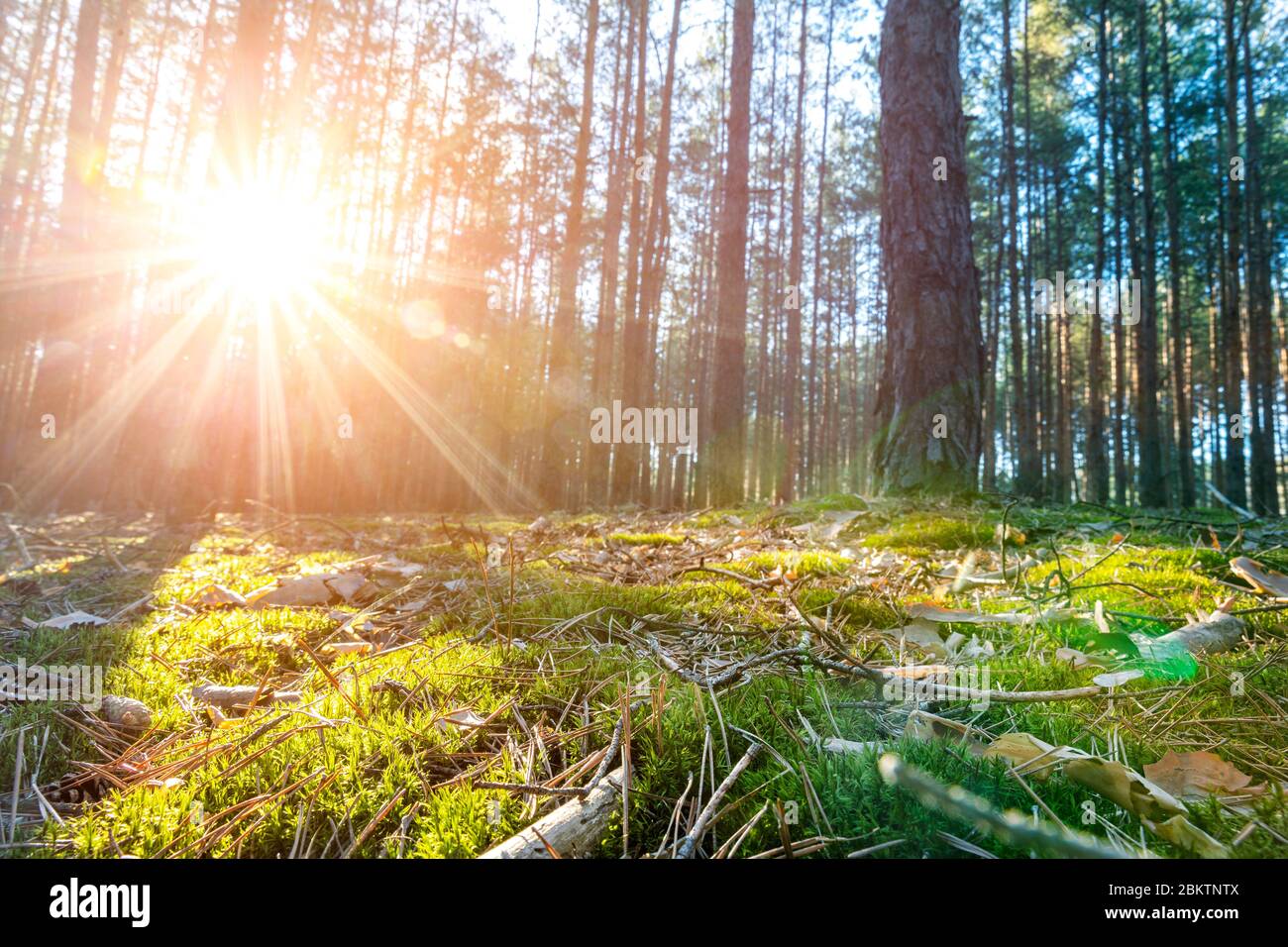 Schöne landschaftlich Nadelwald Wald Blick am frühen Morgen Sonnenaufgang mit aufgehender Sonne shininig und Pinien Moos und Spice Nadeln auf Stockfoto