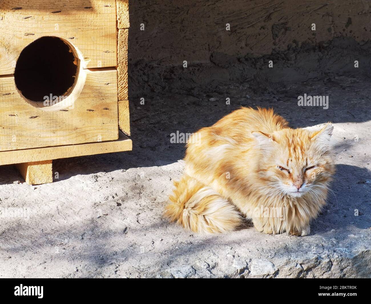 Eine rote Katze sonnt sich in der Sonne. Augenkrankheiten bei Katzen. Obdachloses Tier. Stockfoto