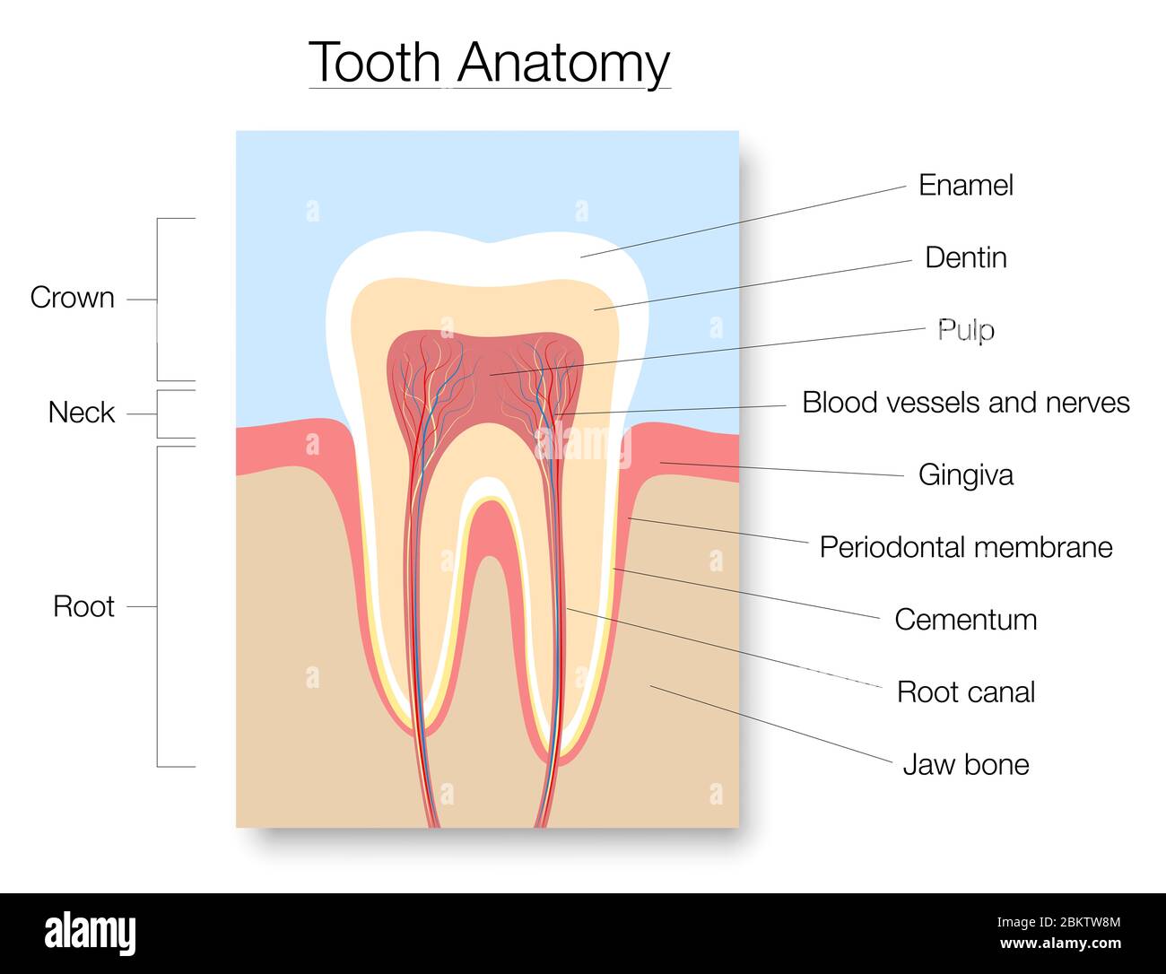 Zahnanatomie, medizinisch beschriftete Schnittdarstellung mit Zahnschmelz, Dentin, Zellstoff, Gingiva, Blutgefäßen und Nerven - Abbildung auf weißem Hintergrund. Stockfoto
