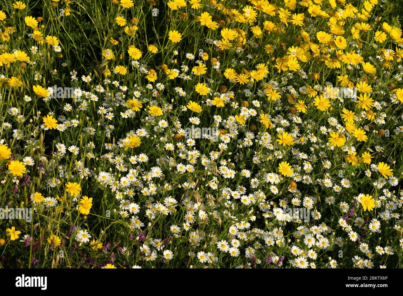 Feld von Wildblumen in weiß und gelb Stockfoto