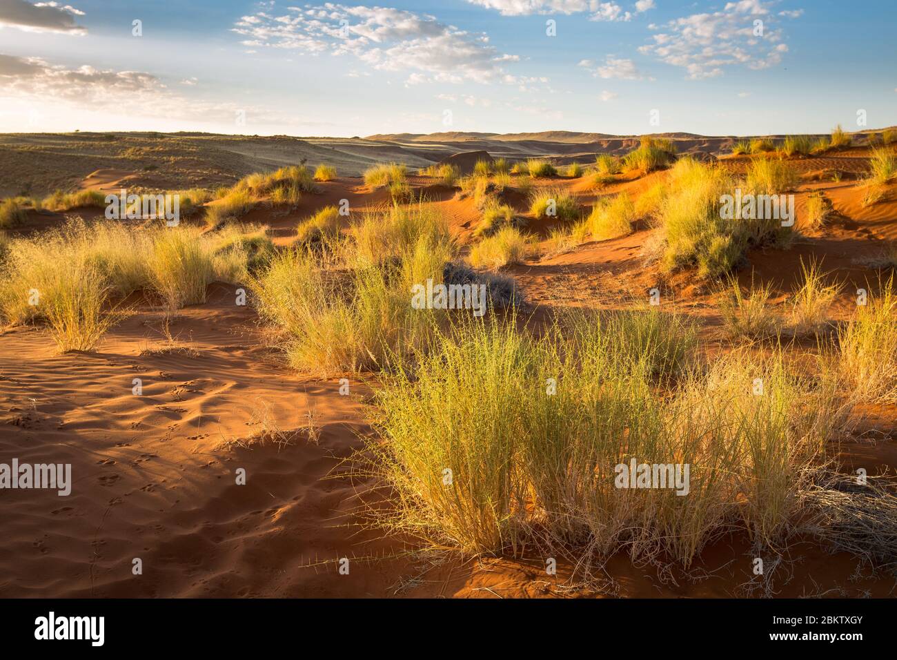 Namib Wüste früh am Morgen Sonne auf Gräsern und Sand. Namibia. Afrika. Aufgenommen im Gondwana Namib Dune Star Camp. Rote Sanddünen. Stockfoto