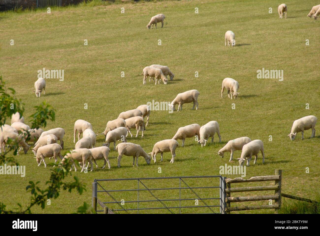 Herde geschorener Schafe, die auf einem Feld weiden. Das Feld ist an einem Hang und die meisten Schafe sind bergab. Stockfoto