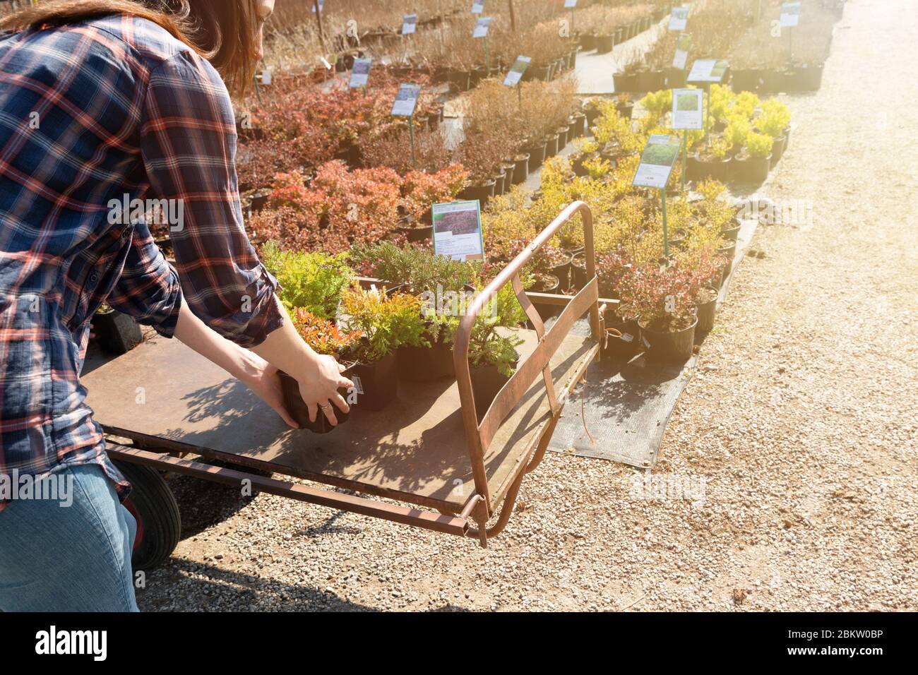 Frau Wahl Nadel-Baum am Outdoor-Gärtnerei Stockfoto