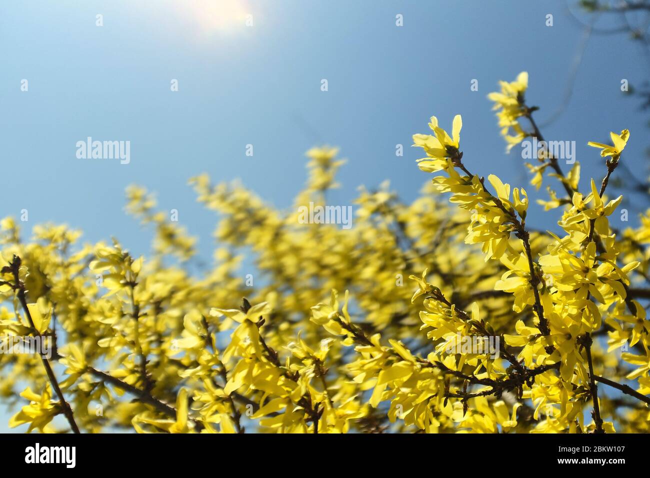 Schöne Forsythia Büsche mit gelben Blüten vor einem hellblauen Himmel. Zarte Bild von Frühling Natur. Stockfoto