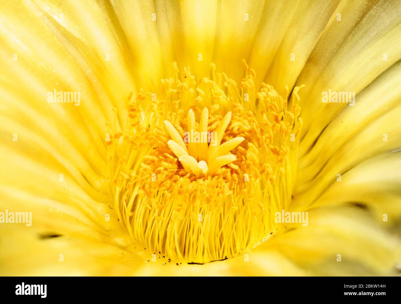 Gelbe Kaktus Blume Detail, orange Staubgefäße und leuchtend gelbe Blütenblätter Stockfoto