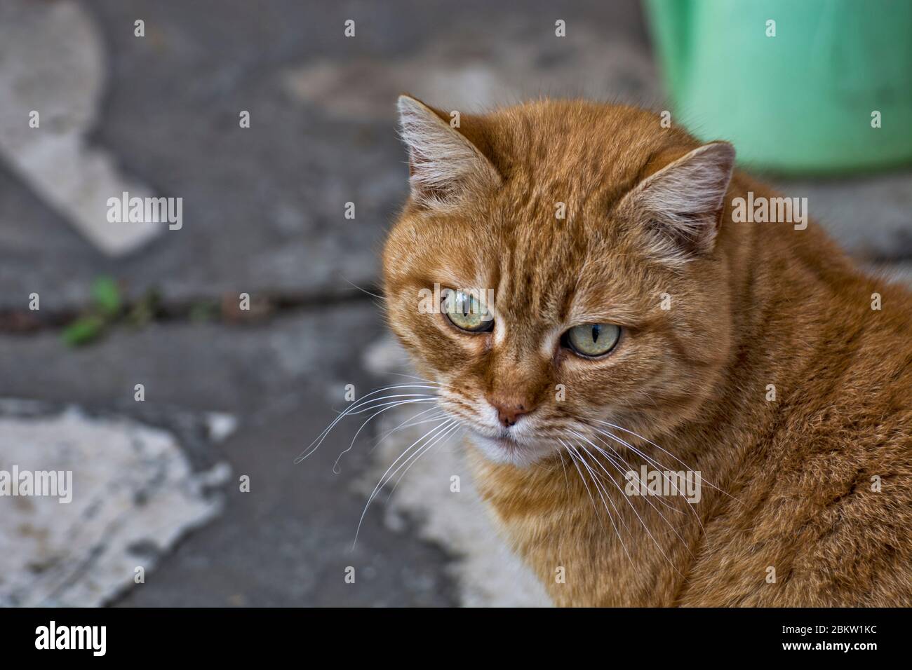 Schöne rothaarige Katze posiert im Hof. Stockfoto