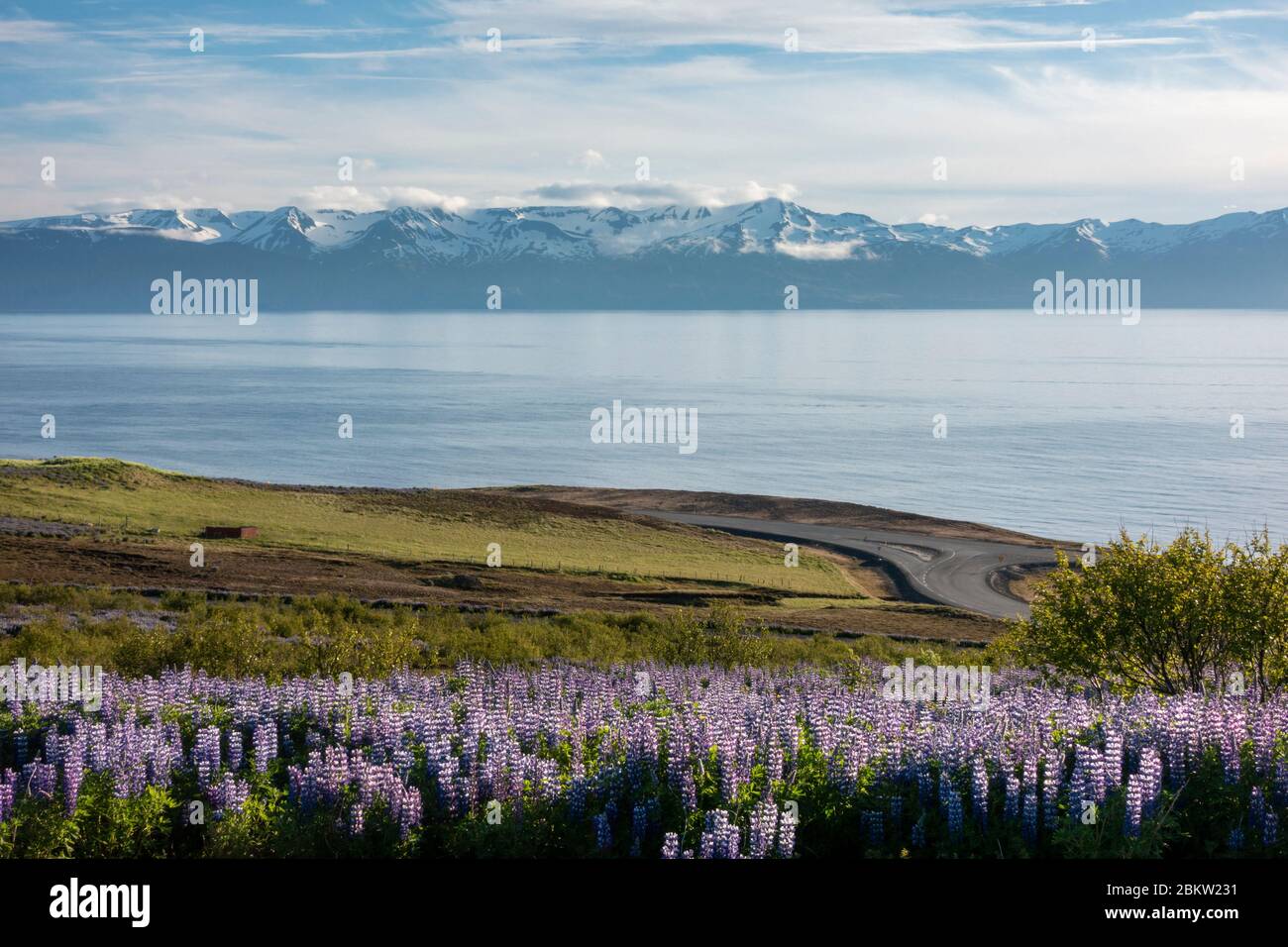 Blick über die Lupine Alaskan und die Bucht Skjálfandi von etwas außerhalb von Húsavík, Norðurþing an der Nordküste Islands. Stockfoto