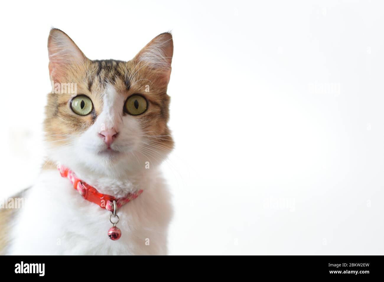Isolierte dreifarbige Katze mit Tabby und weißem Hintergrund Stockfoto