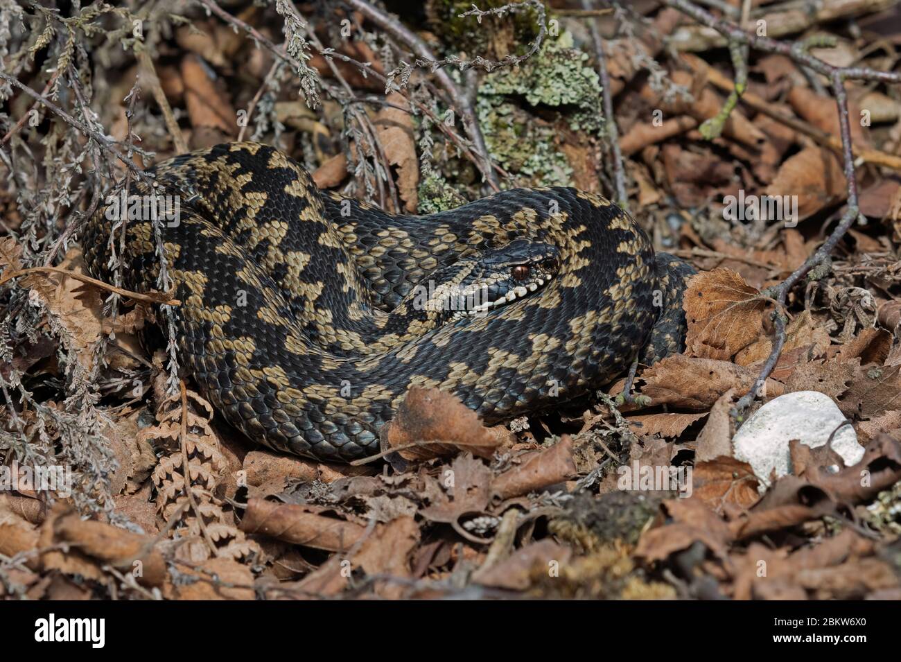 Gewöhnlicher europäischer Adder (Vipera berus), der sich im Laubstreu sonnt Stockfoto
