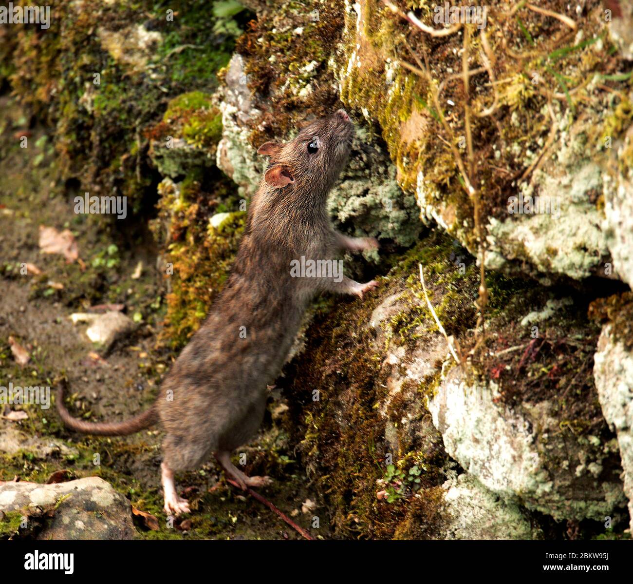Braune Ratte Stockfoto