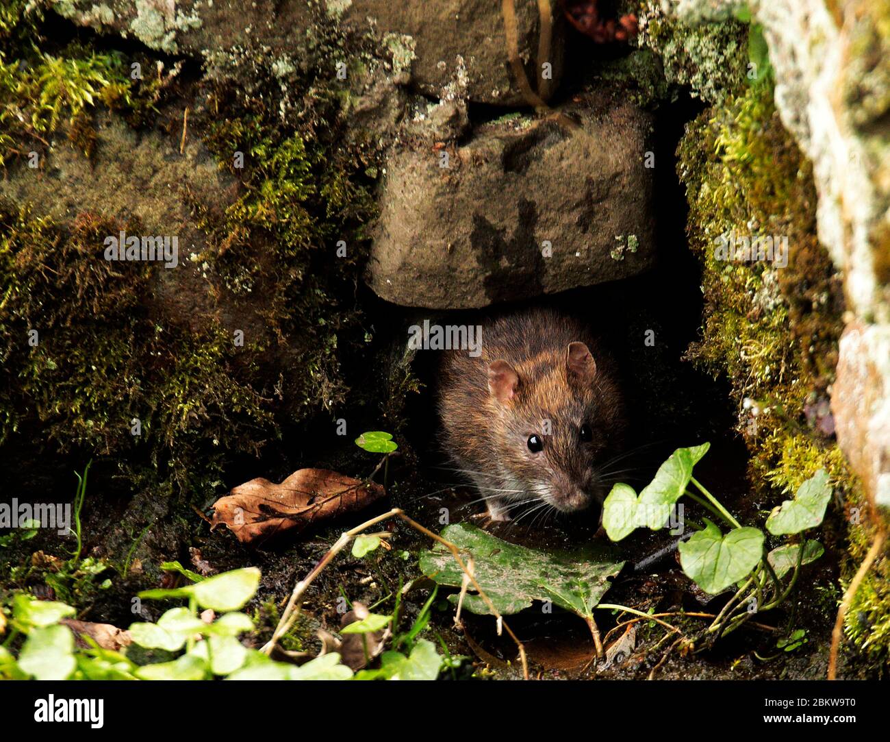 Braune Ratte Stockfoto