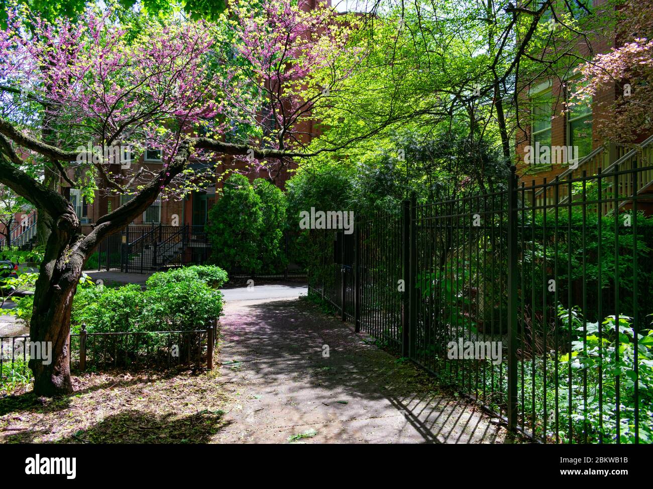 Wunderschöne Gehsteige neben Häusern im Wicker Park Chicago Stockfoto