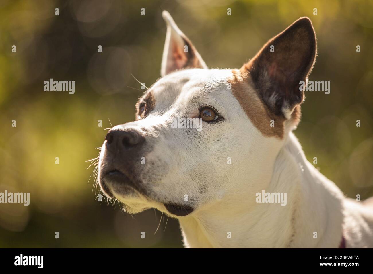 Porträt eines adoptierten Hundes in einem Park Stockfoto