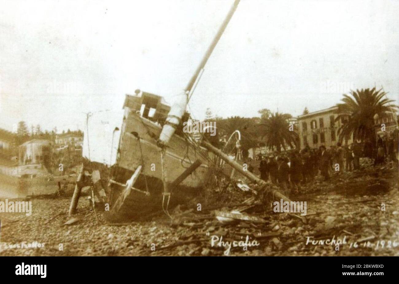 IATE Physália arrimado AO calhau, 1926 - 2070. Stockfoto