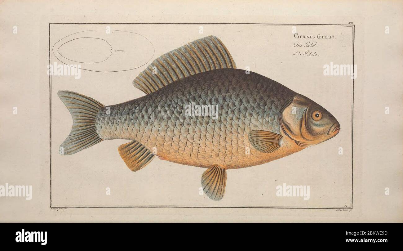 Ichtyologie, ou, Histoire naturelle, générale et particulière des poissons (Pl. XII) Stockfoto