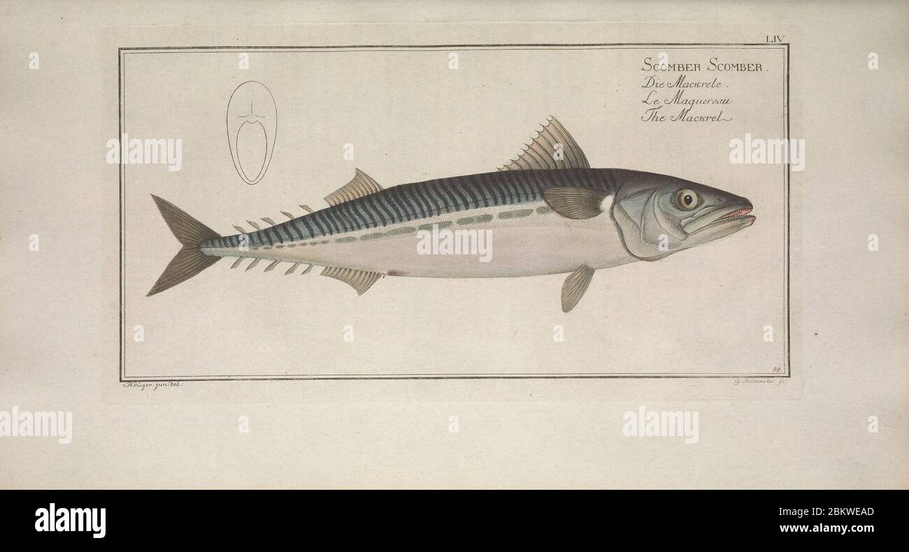 Ichtyologie, ou, Histoire naturelle, générale et particulière des poissons (Pl. LIV) Stockfoto