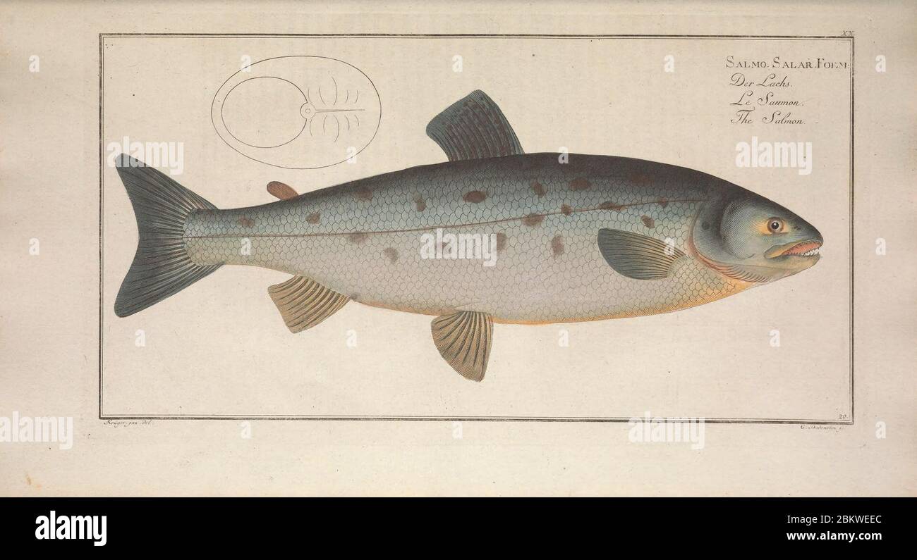Ichtyologie, ou, Histoire naturelle, générale et particulière des poissons (Pl. XX) Stockfoto