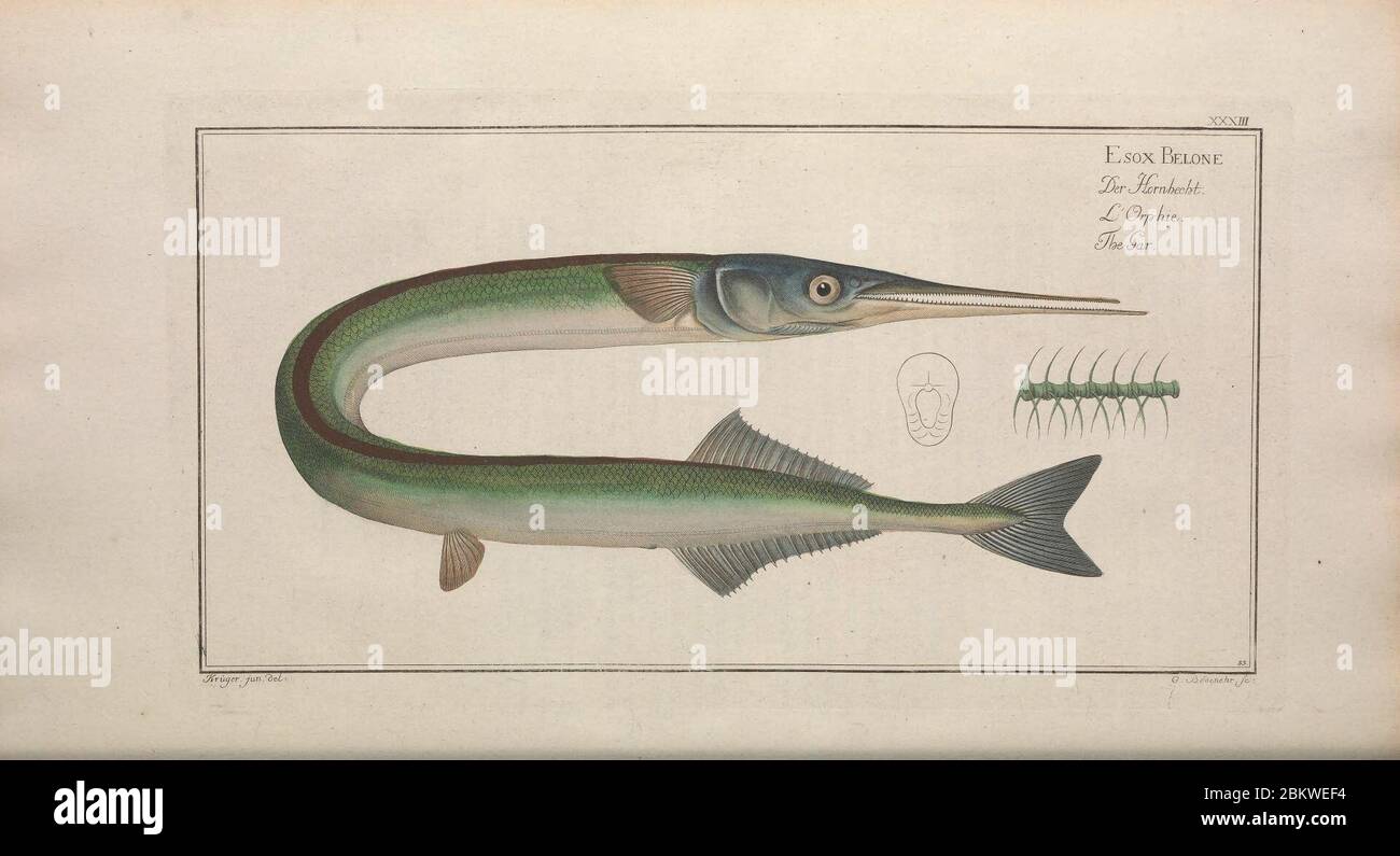 Ichtyologie, ou, Histoire naturelle, générale et particulière des poissons (Pl. XXXIII) Stockfoto