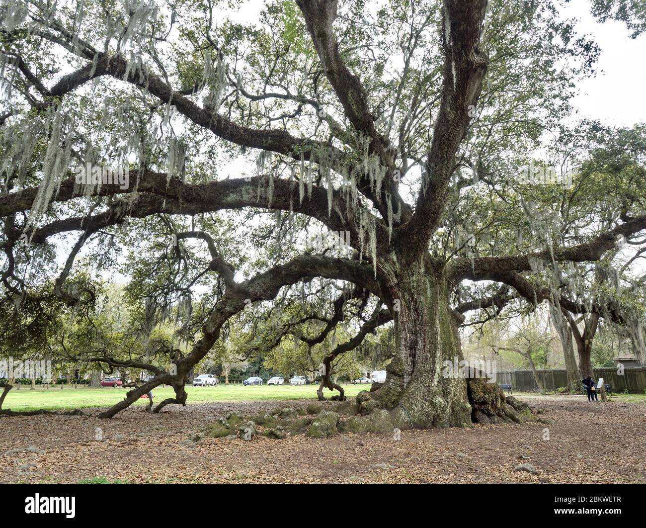 300 Jahre alte südliche lebende Eiche, bekannt als 'Baum des Lebens' im Audubon Park, New Orleans, Louisiana, USA. Stockfoto