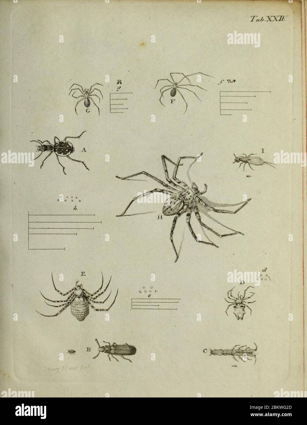 Icones rerum naturalium (Seite XXIV) (8488282187). Stockfoto