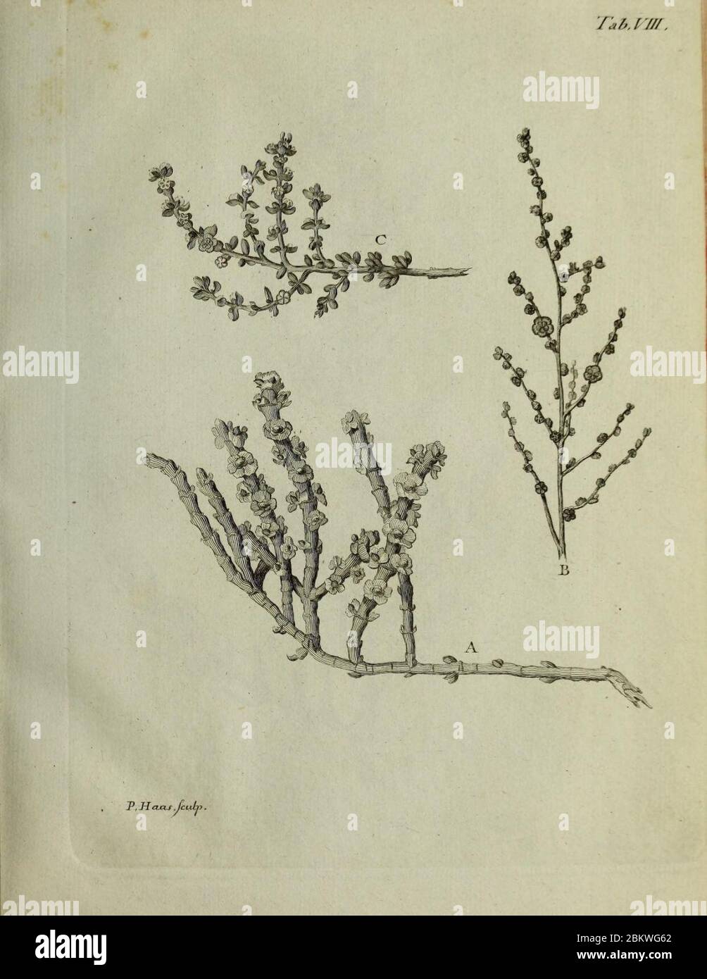 Icones rerum naturalium (Tab. VIII) (8489369722). Stockfoto
