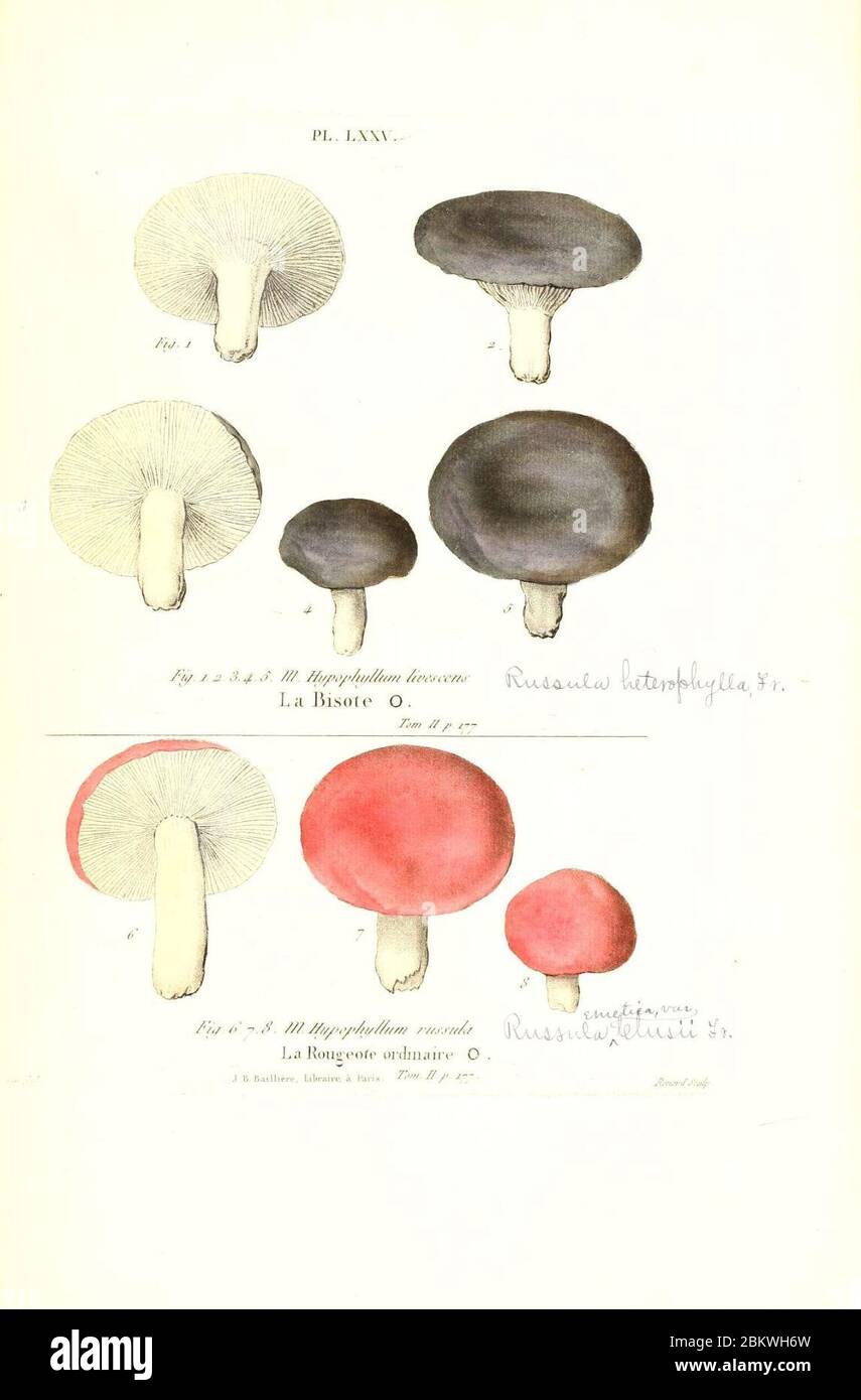 Iconographie des Champignons de Paulet (Pl. LXXV) (6266437655). Stockfoto