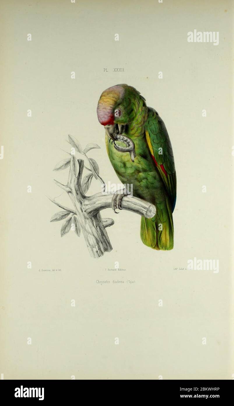 Iconographie des perroquets (Pl. XXXII) Stockfoto