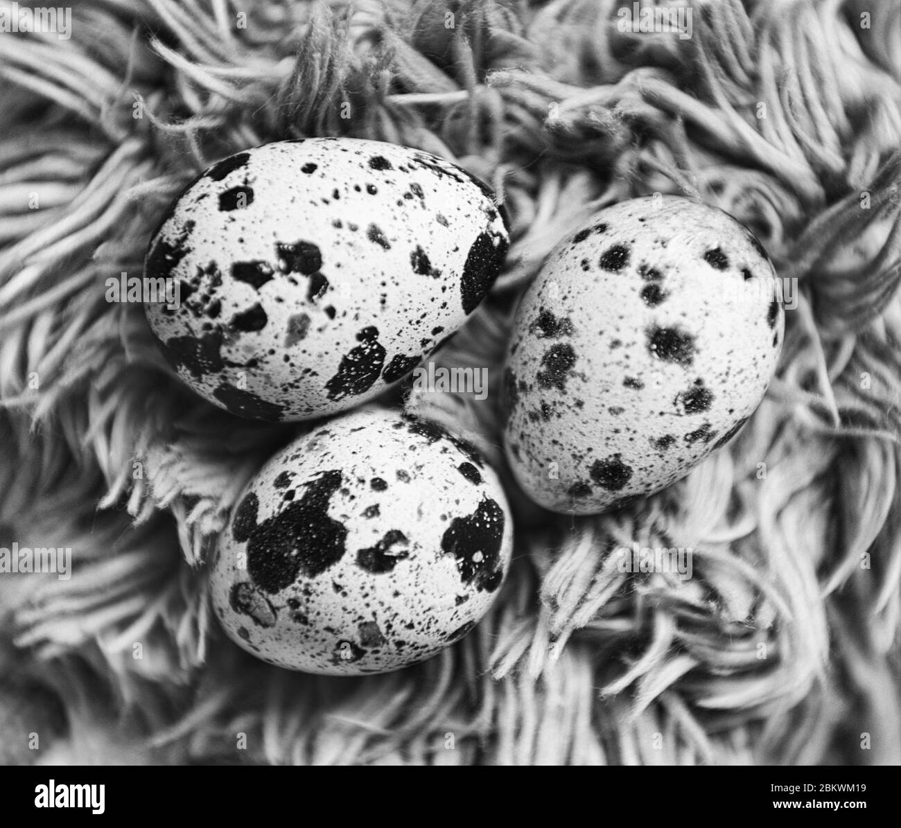 Wachteleier ostern. Wachteleier und Eigelb auf einem Hintergrund einer hölzernen Oberfläche, selektiver Fokus. Draufsicht. OSTERN. Wachtelei Stockfoto