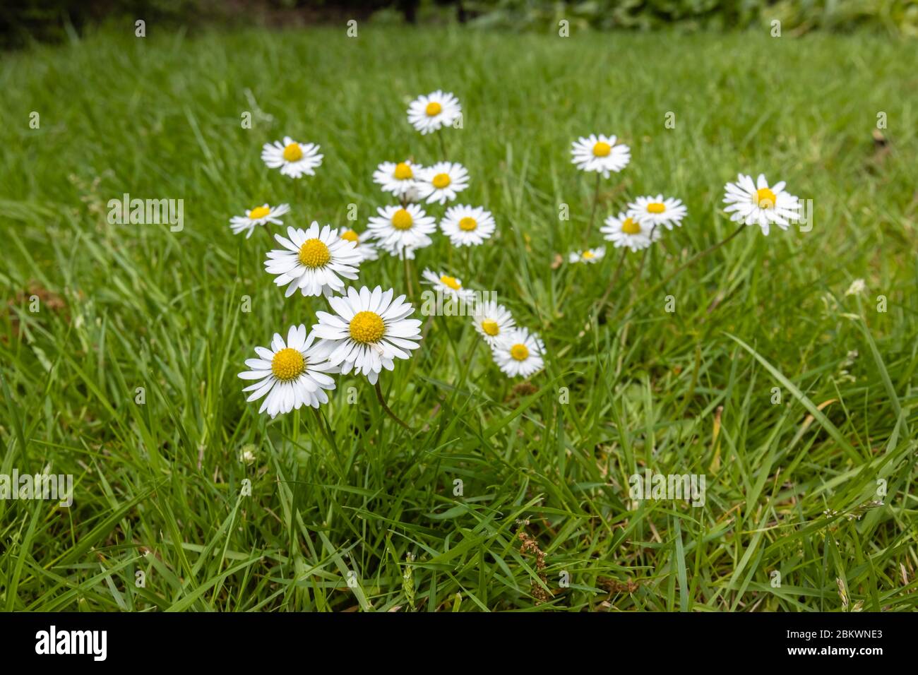 Ein Klumpen gelber und weißer Gänseblümchen (Bellis perennis), die im Gras wachsen, ein typisches Unkraut im Frühjahr in Surrey, Südostengland Stockfoto