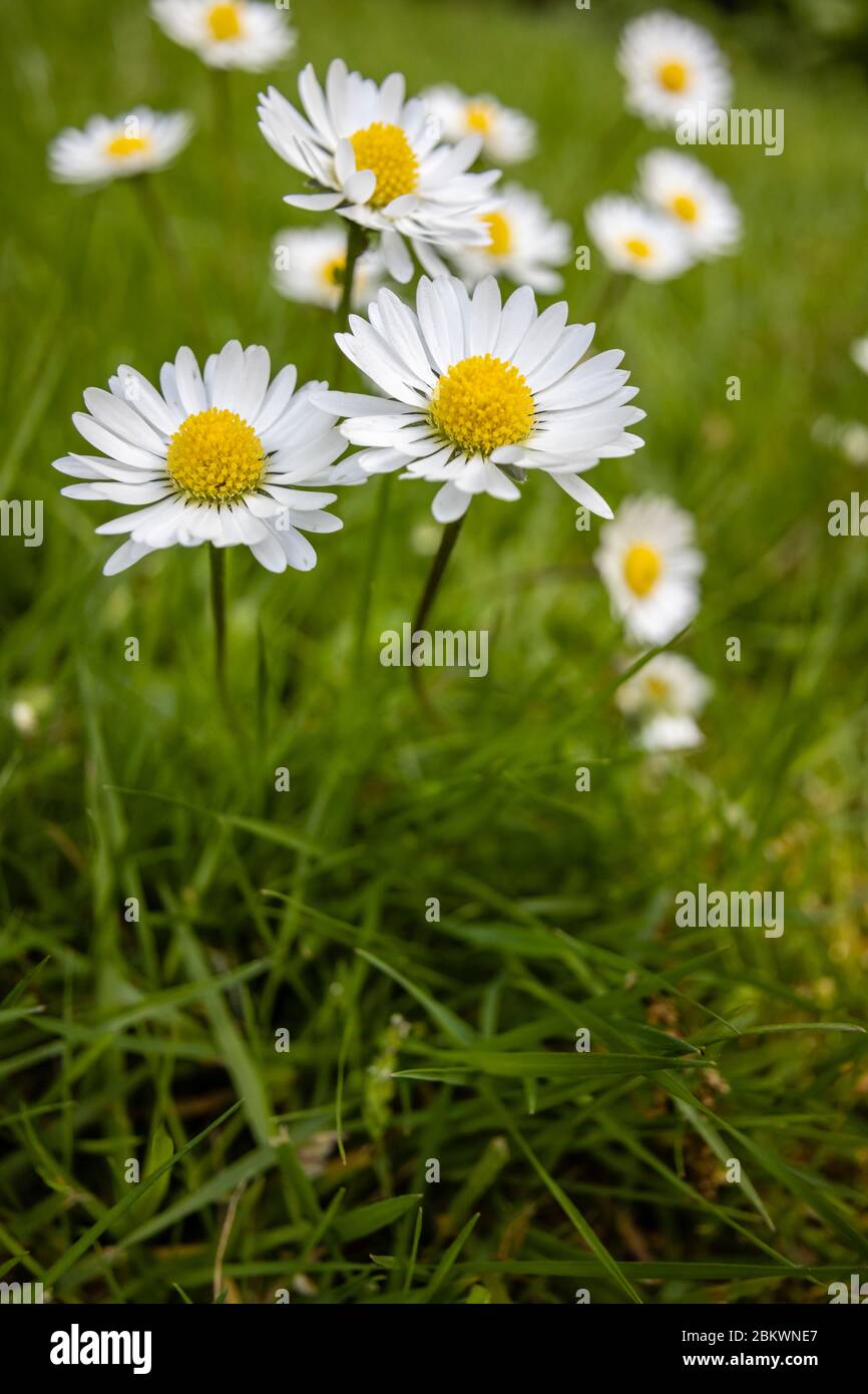 Ein Klumpen gelber und weißer Gänseblümchen (Bellis perennis), die im Gras wachsen, ein typisches Unkraut im Frühjahr in Surrey, Südostengland Stockfoto