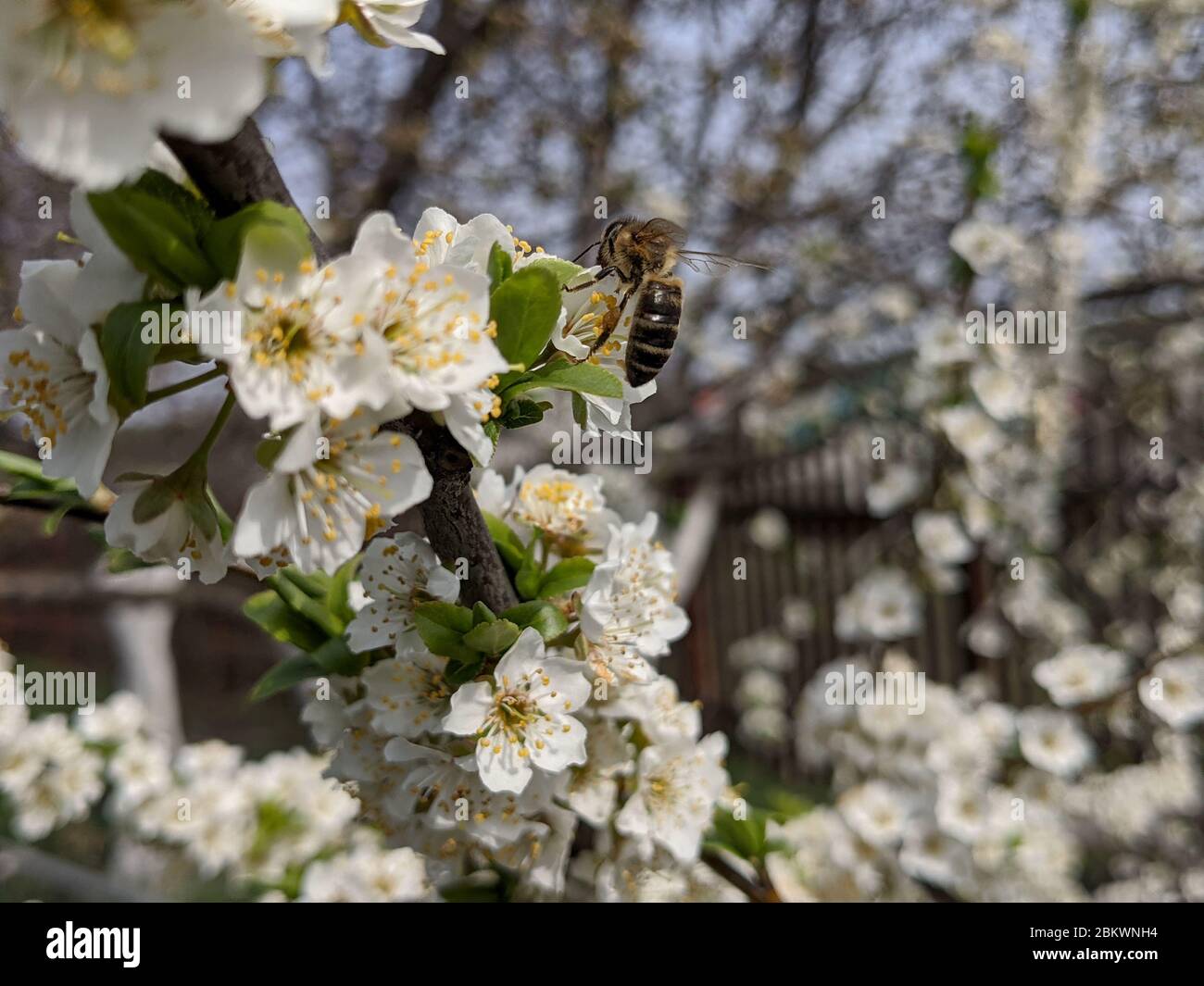 Blühende Sakura im frühen Frühjahr. Eine Biene auf einer Kirschblüte. Eine Biene bestäubt im Frühjahr Blüten. Makrofoto. Kleine Details aus nächster Nähe. Stockfoto