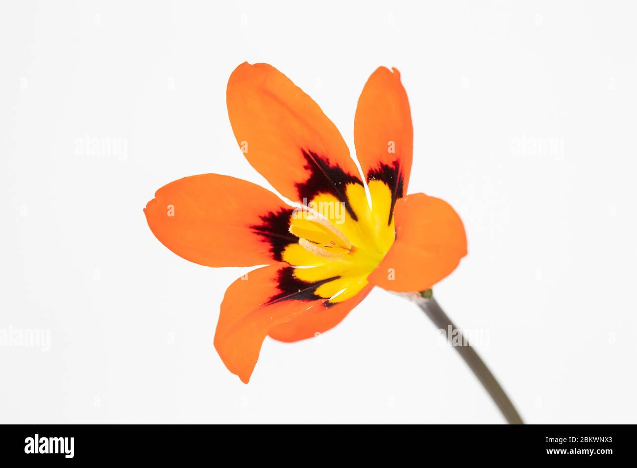 Harlekin blume -Fotos und -Bildmaterial in hoher Auflösung – Alamy