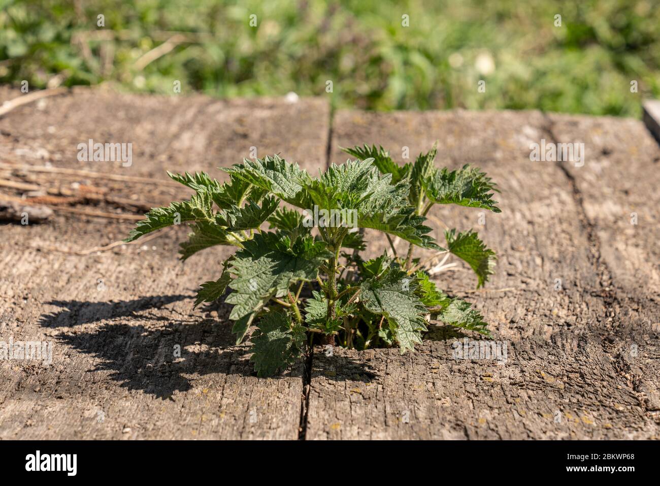 Grüne junge Brennnessel wächst durch die Holzbretter Stockfoto