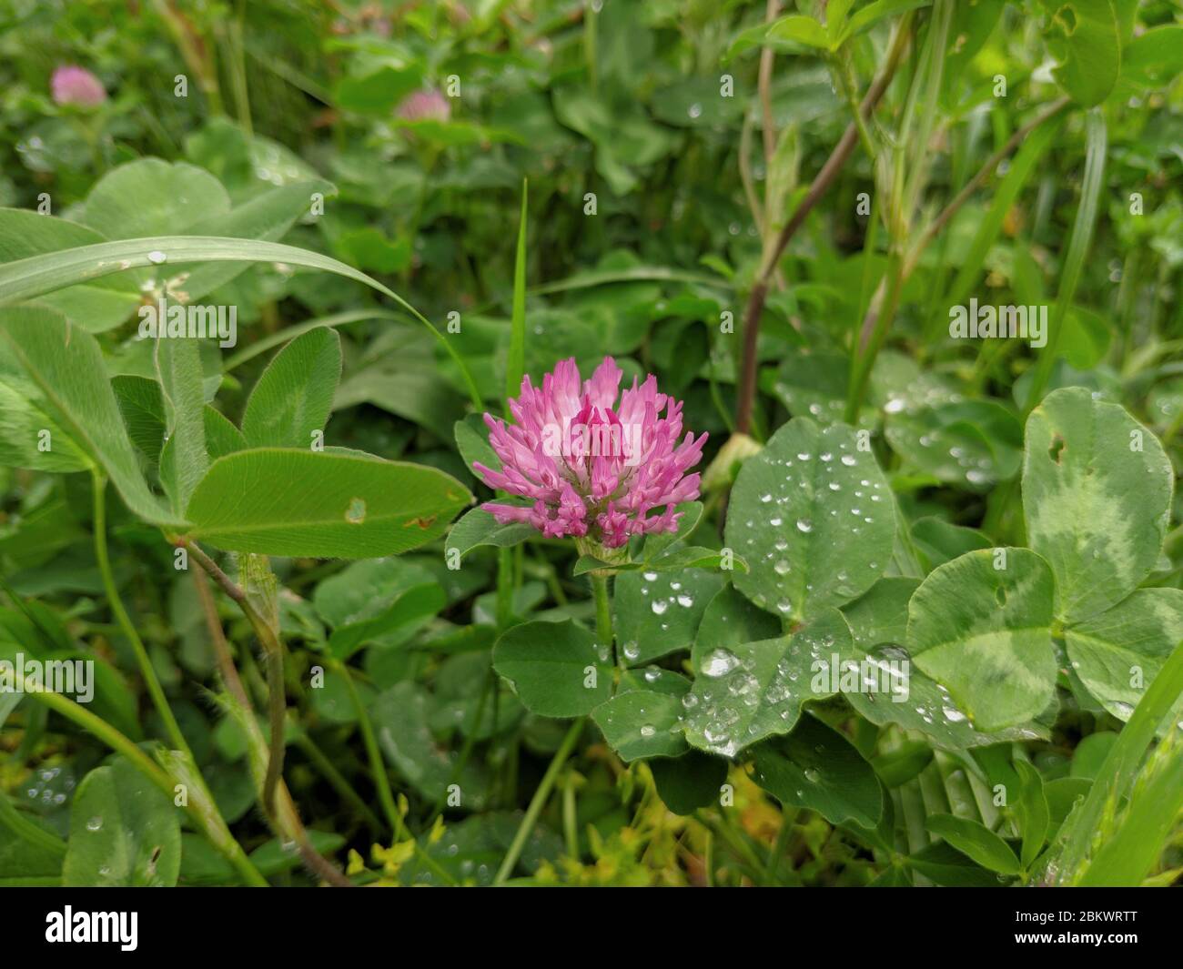 Blühende Frühlingsblumen auf dem Feld, grüne Blätter.Frühling. Stockfoto