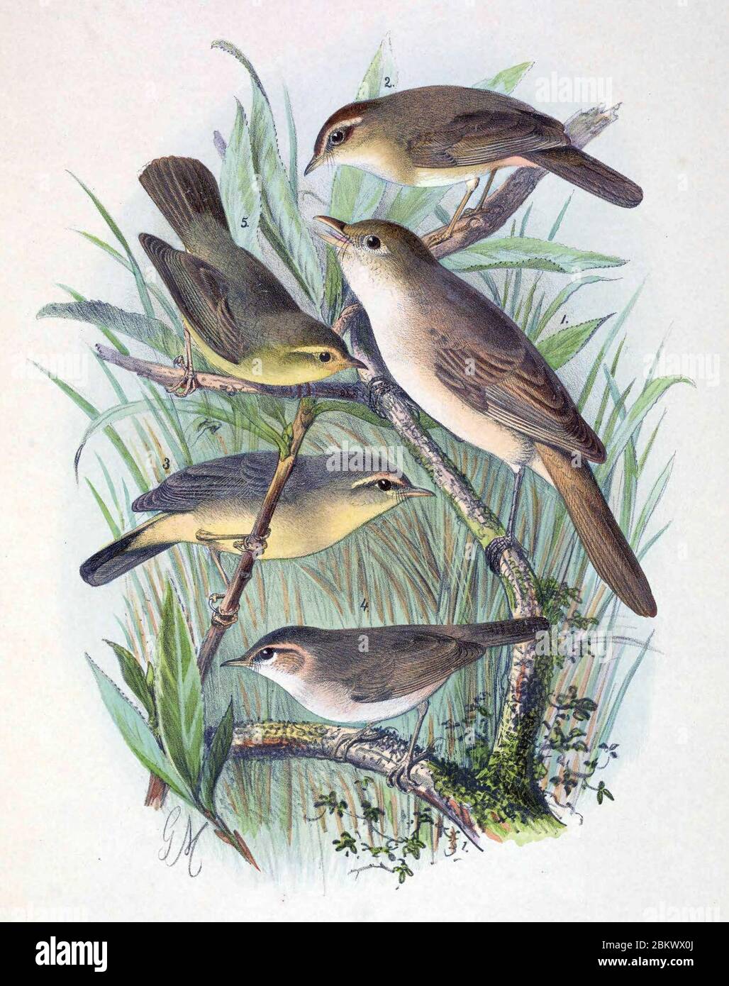 Iduna aedon & Phylloscopus armandii & Phylloscopus griseolus