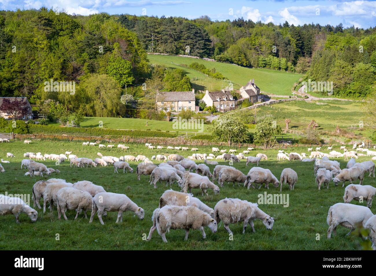 Pflegeleichte Schafe - eine wollabschäumende Rasse - mit zotteligem Fleece, das sich selbst entfernt und Schafscheren während der Coronavirus COVID-19 Viruspandemie vermeidet, Stockfoto