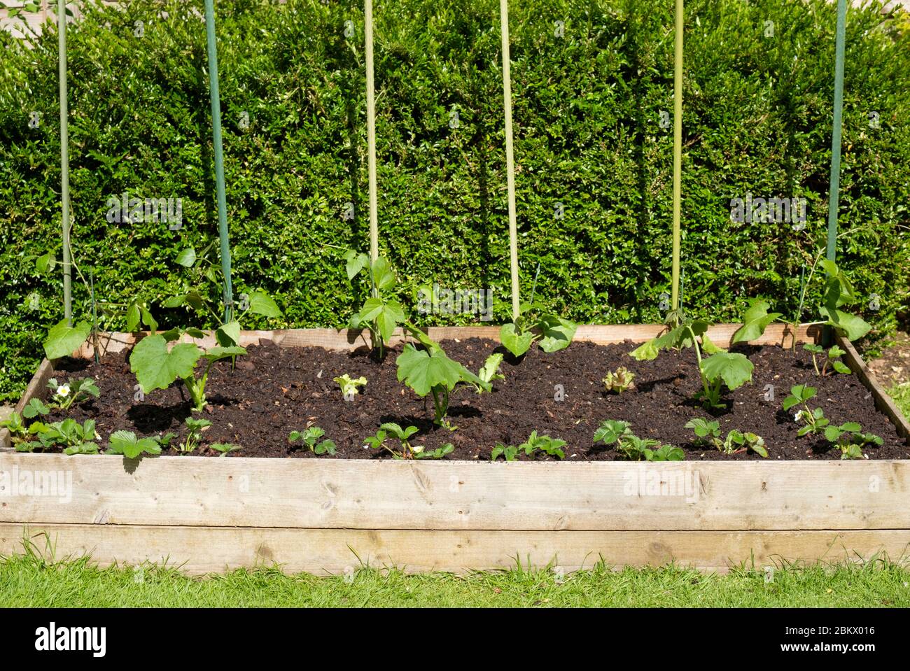Einen Gemüsegarten in einer Krise zu haben ist eine gute Möglichkeit, während der Sperrung gesunde Lebensmittel bereitzustellen, ohne auf Geschäfte und die Risiken des Einkaufens angewiesen zu sein Stockfoto