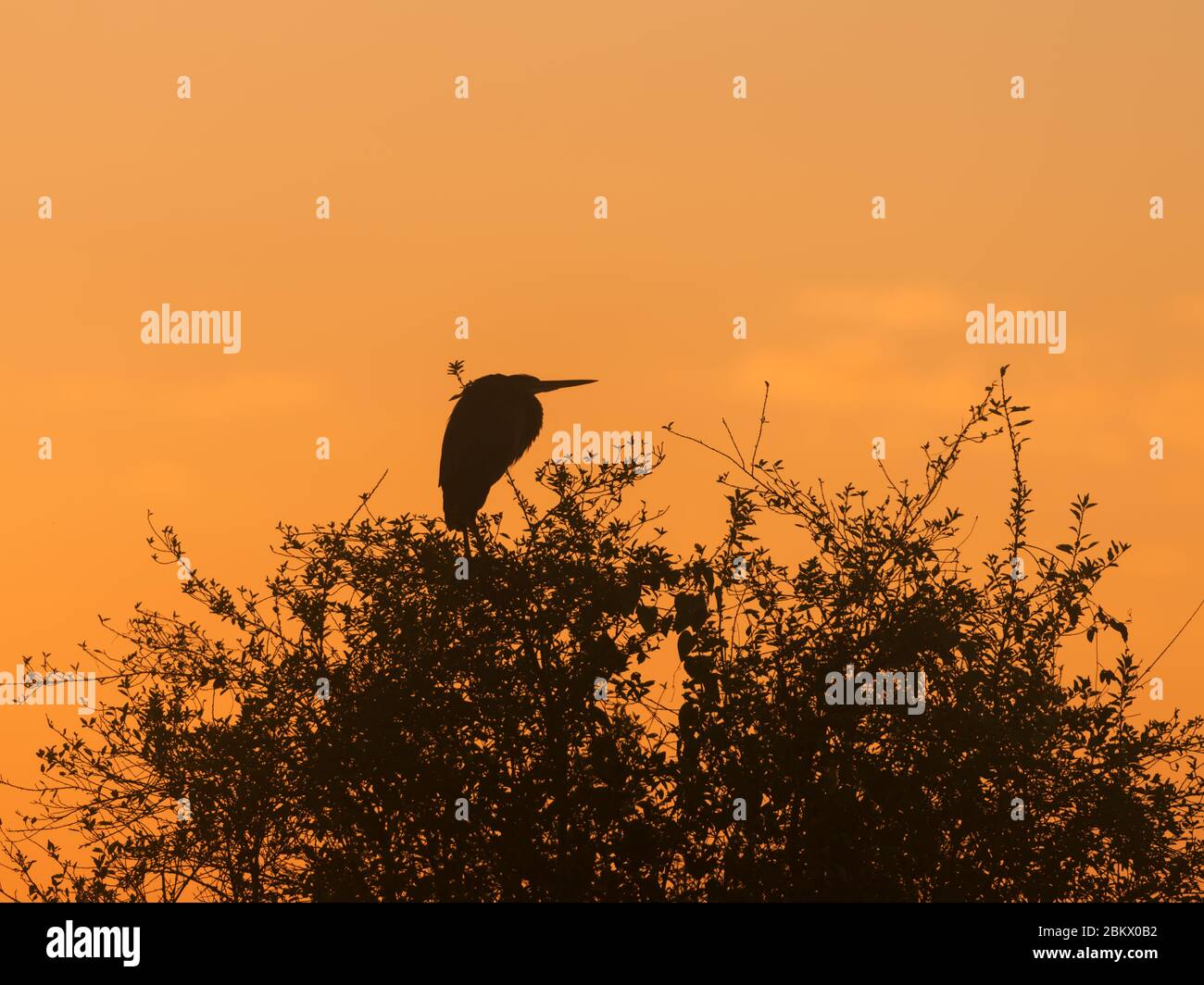 Vogel bei Sonnenuntergang, Kidepo Valley National Park, Uganda Stockfoto