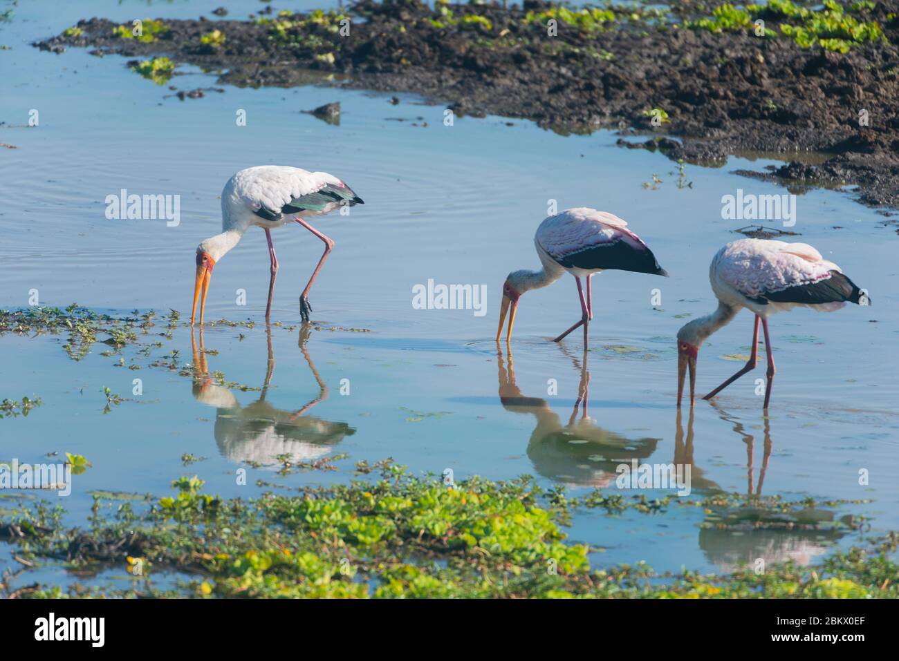 Gelbschnabelstorch, Mycteria Ibis, Kidepo Valley National Park, Uganda Stockfoto