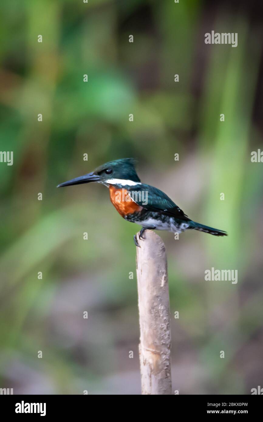 Thront Green Kingfisher (Chloroceryle americana) im peruanischen Amazonas Stockfoto