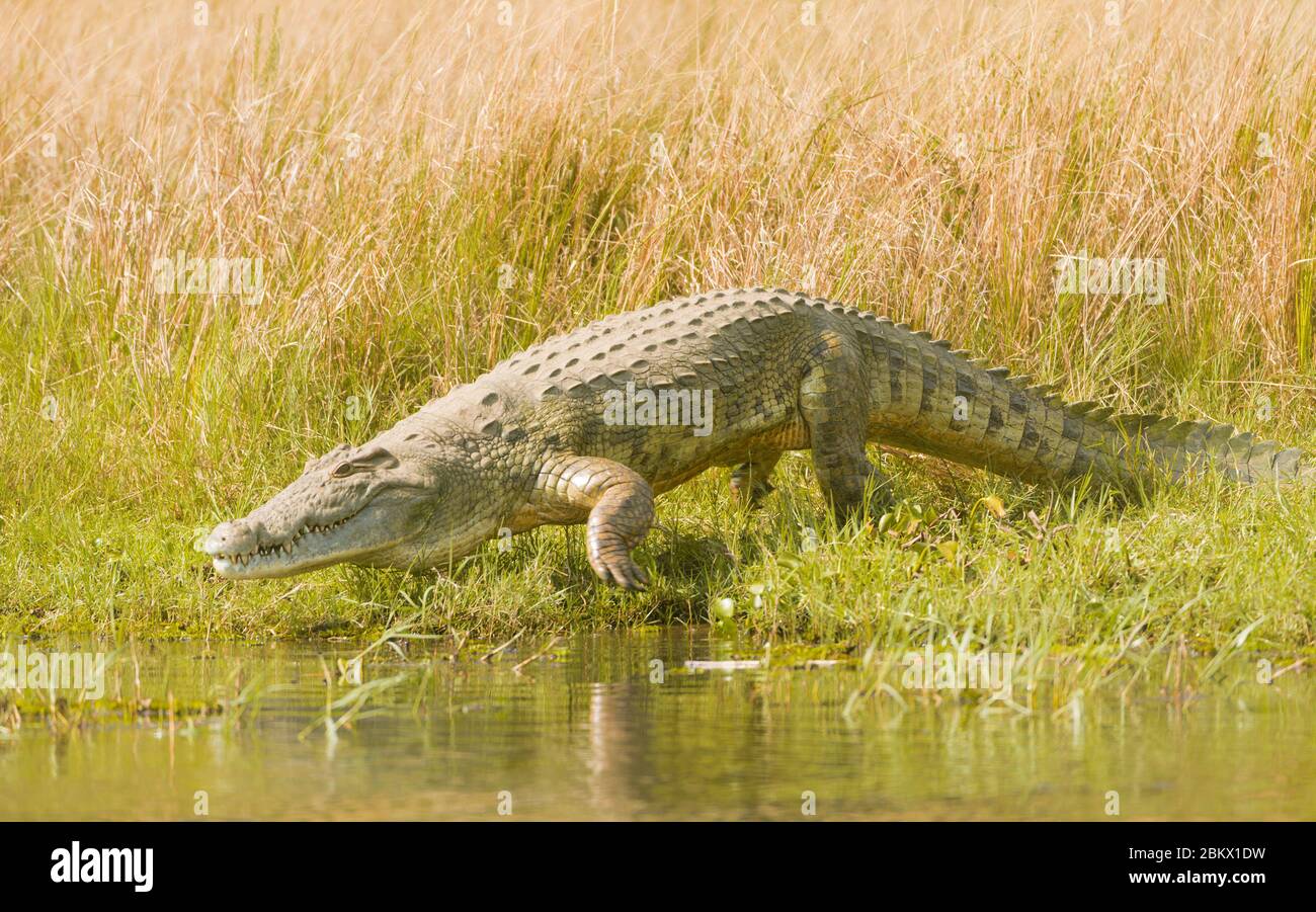 Nilkrokodil Crocodylus Niloticus Murchison Falls Nationalpark Uganda nilkrokodil-crocodylus-niloticus-murchison-falls-nationalpark-uganda