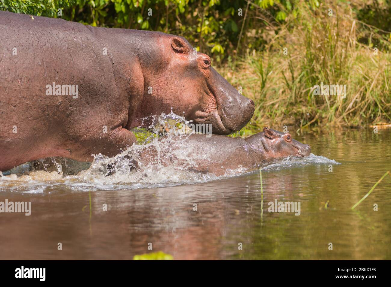 Nationales Tier Von Uganda Stockfotos und bilder Kaufen Alamy