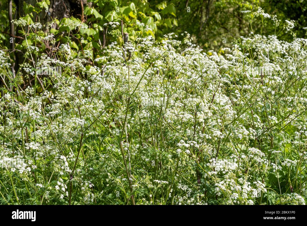 RindsPetersilie - Anthriscus sylvestris, blühende Wildblumen im Frühling, UK Stockfoto