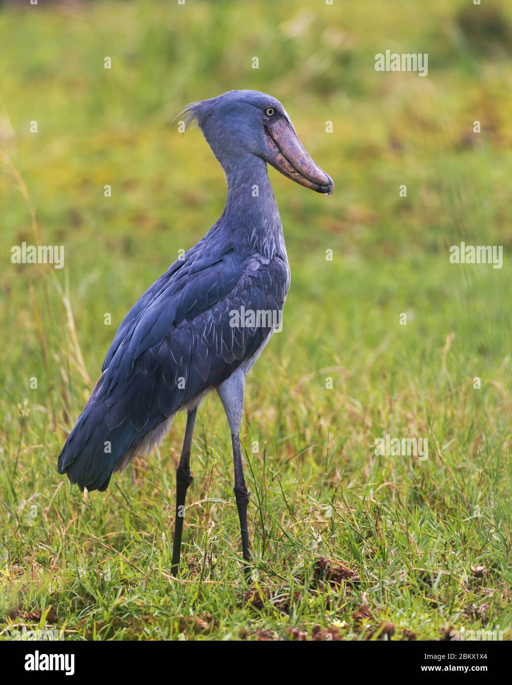 Schuhballen, Balaeniceps rex, Walkopf, Walkopf-Storch, Schuhschnabel-Storch, Murchison Falls Nationalpark, Uganda Stockfoto