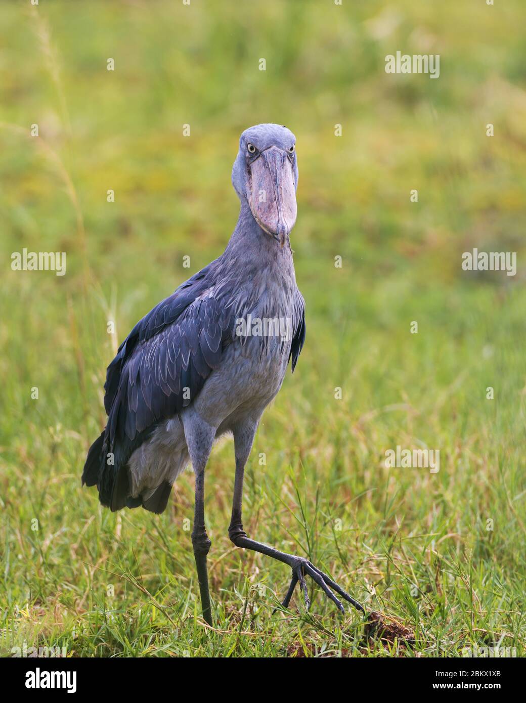 Schuhballen, Balaeniceps rex, Walkopf, Walkopf-Storch, Schuhschnabel-Storch, Murchison Falls Nationalpark, Uganda Stockfoto