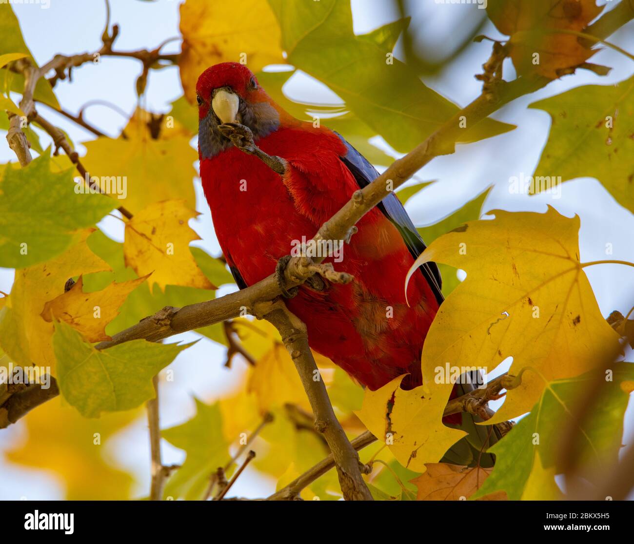 Purpurrot Rosella füttert in einem Baum Stockfoto