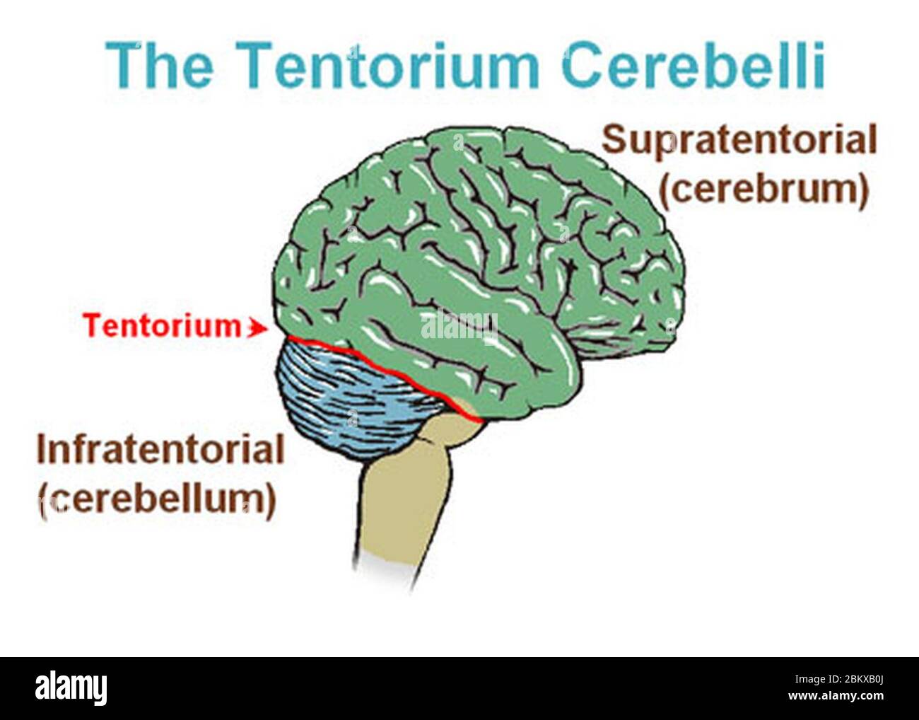 Tentorium Fotos und Bildmaterial in hoher Auflösung Alamy