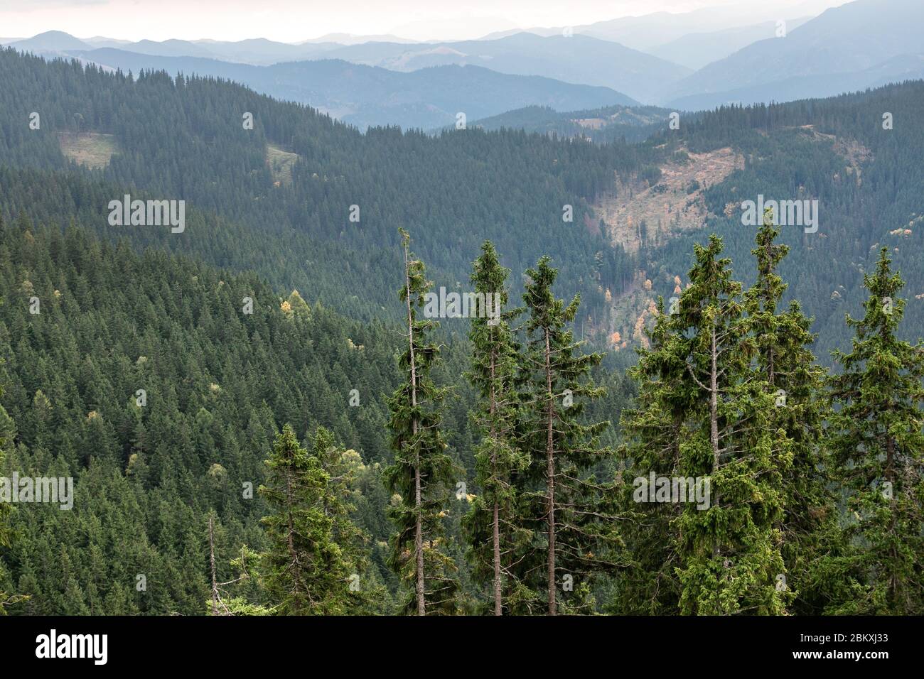 Kiefernwald Karpaten Berge schöne Landschaft Stockfoto